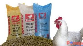 Chakula Cha Kuku wa Nyama.jpeg